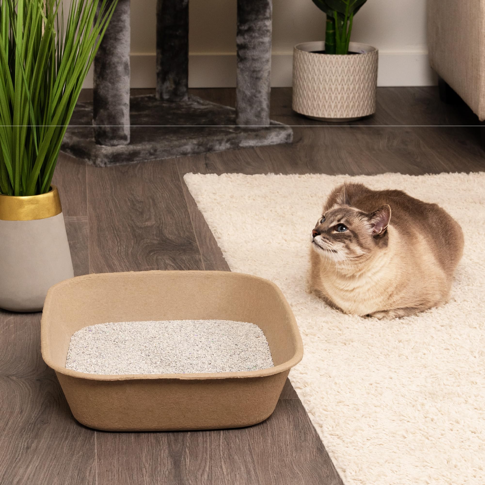 Kitty Sift Disposable Cat Litter Box Large, 6 Count, Durable Portable for Travel and Home, Eco-Friendly Disposable Litter Box Controls Odor 🍁 All In One Marketplace Canada