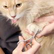 Tweezerman Dog and Cat Stainless Steel Safety Tip Grooming Scissors 🍁 All In One Marketplace Canada