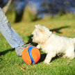 Chuckit! Large Kick Fetch Ball 🍁 All In One Marketplace Canada