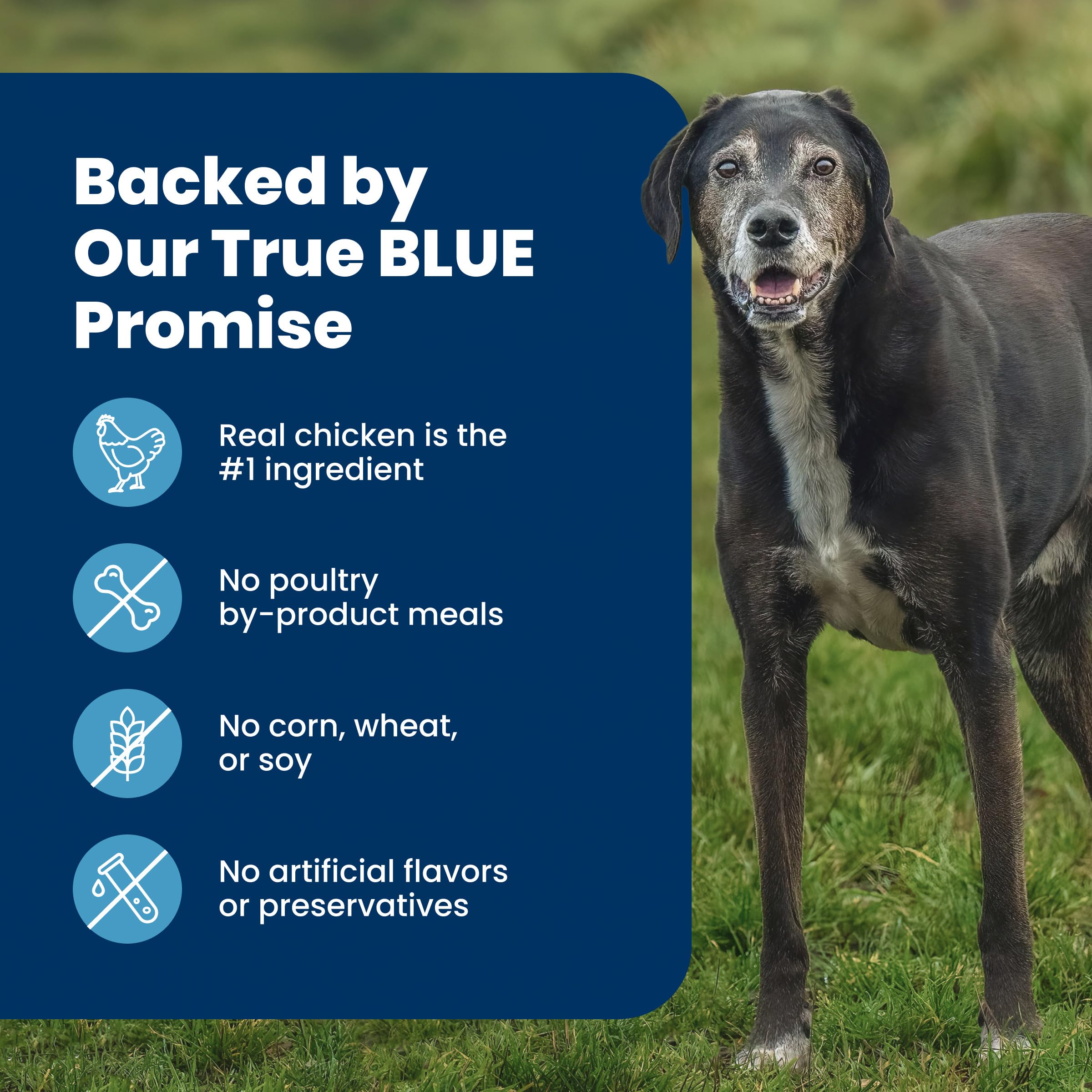 Blue Buffalo Life Protection Formula Large Breed Adult Dry Dog Food, Promotes Joint Health and Lean Muscles, Made with Natural Ingredients, Chicken & Brown Rice Recipe,11.7kg/26 lbs 🍁 All In One Marketplace Canada