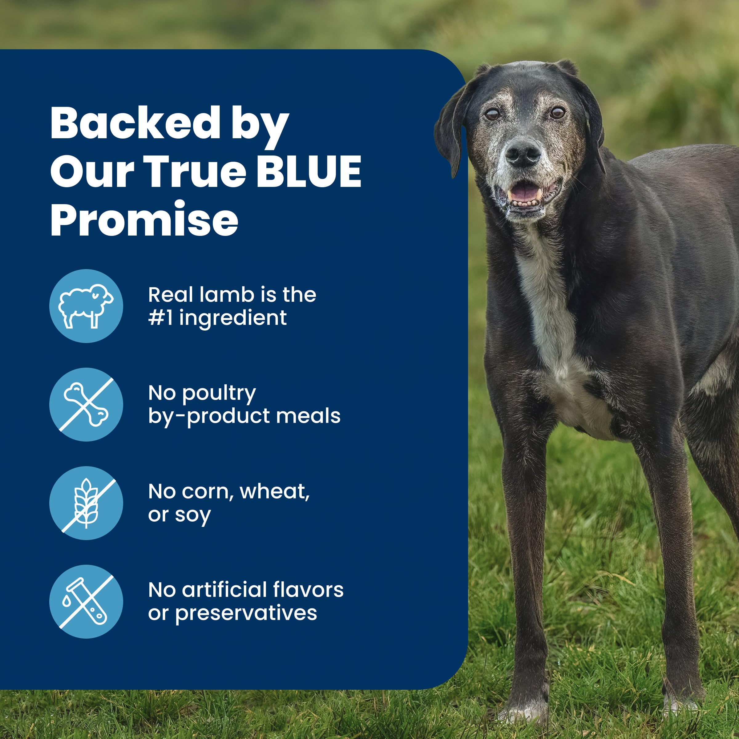 Blue Buffalo Life Protection Formula Lamb & Brown Rice Large Breed Adult Dry Dog Food, Supports Immunity with Antioxidant-Rich LifeSource Bits, Promotes Healthy Muscles, 11.7kg/26lbs 🍁 All In One Marketplace Canada