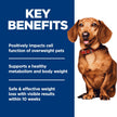Hill's Science Diet Adult Perfect Weight Small & Mini Chicken Recipe Dry Dog Food 1.81 kg Bag 🍁 All In One Marketplace Canada