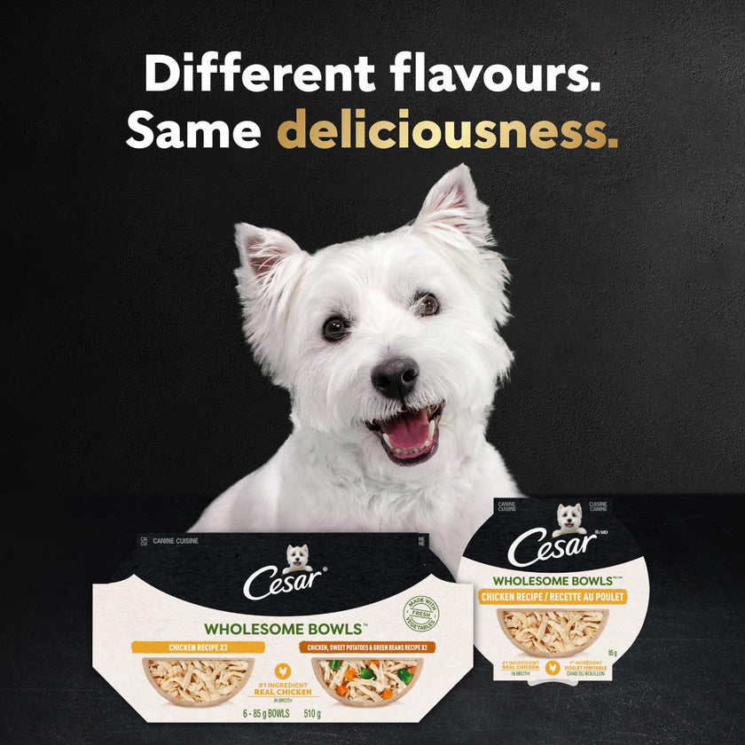 CESAR Wholesome Bowls Adult Wet Dog Food, Chicken Flavour, 85g (6 Pack) 🍁 All In One Marketplace Canada