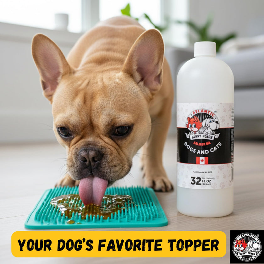 Bunny Punch Pure Atlantic Salmon Oil for Dogs & Cats - Liquid Food Topper - 32 oz 🍁 All In One Marketplace Canada