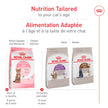 Royal Canin Feline Health Nutrition Kitten Spayed/Neutered Dry Cat Food, 2.5 lb Bag 🍁 All In One Marketplace Canada