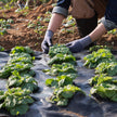 VEVOR Weed Barrier Landscape Fabric, 4*100FT Heavy Duty Garden Weed Fabric, Woven PP Weed Control Fabric, Driveway Fabric, Geotextile Fabric for Landscaping, Ground Cover, Weed Blocker Weed Mat, Black 🍁 All In One Marketplace Canada