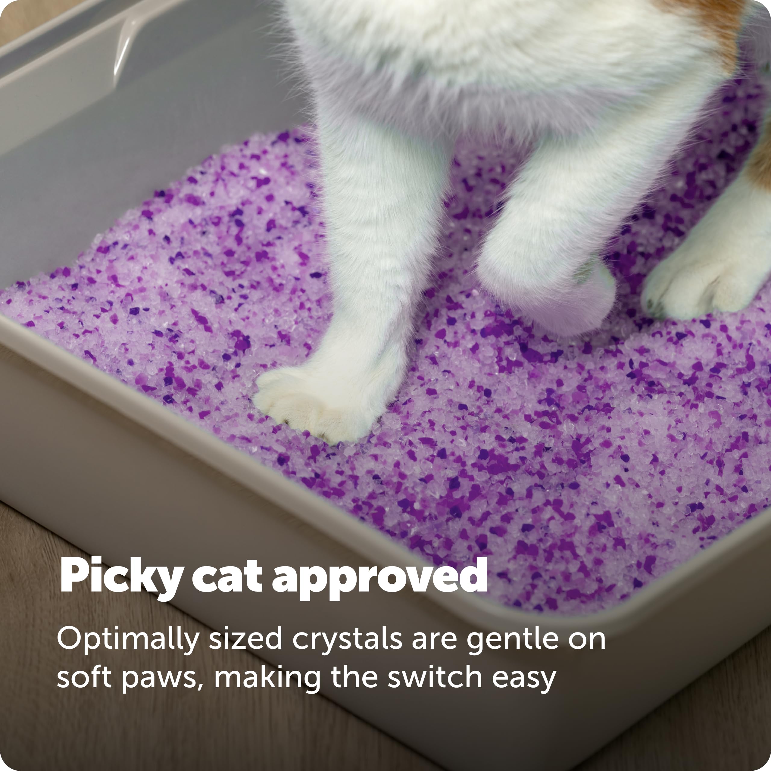 PetSafe ScoopFree Lavender Non-Clumping Crystal Cat Litter, Lightly Scented Litter – Superior Odor Control – Low Tracking for Less Mess – Lasts Up to 1 Month, 8.6 Lbs Total (2 Pack of 4.3 Lb Bags) 🍁 All In One Marketplace Canada