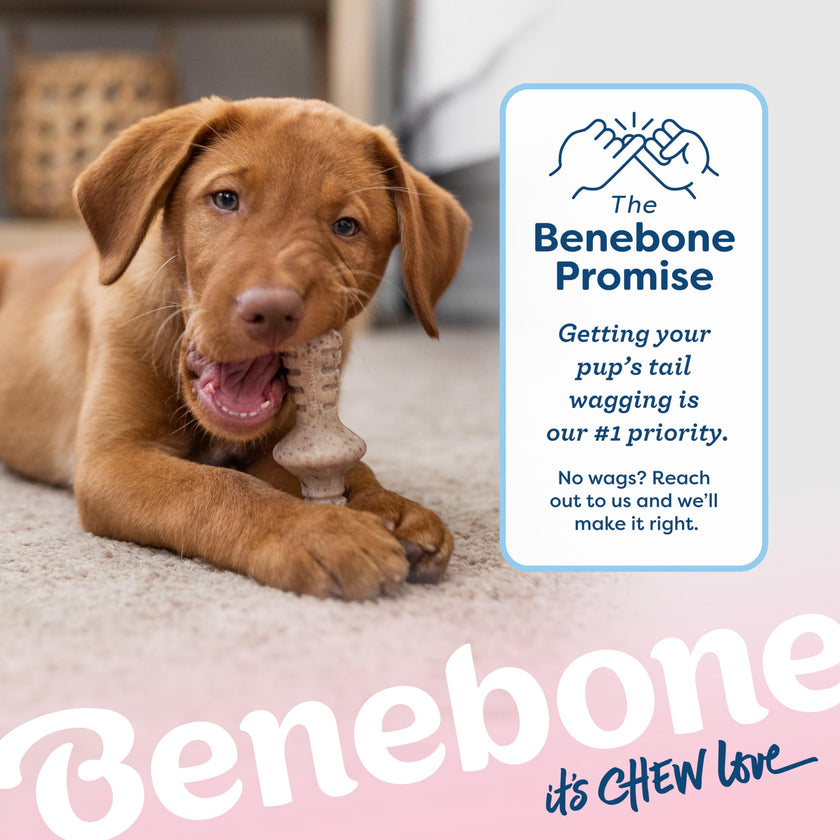 Benebone Puppy 2-Pack Maplestick/Zaggler Dog Chew Toys, Dog Bones, Tiny 🍁 All In One Marketplace Canada