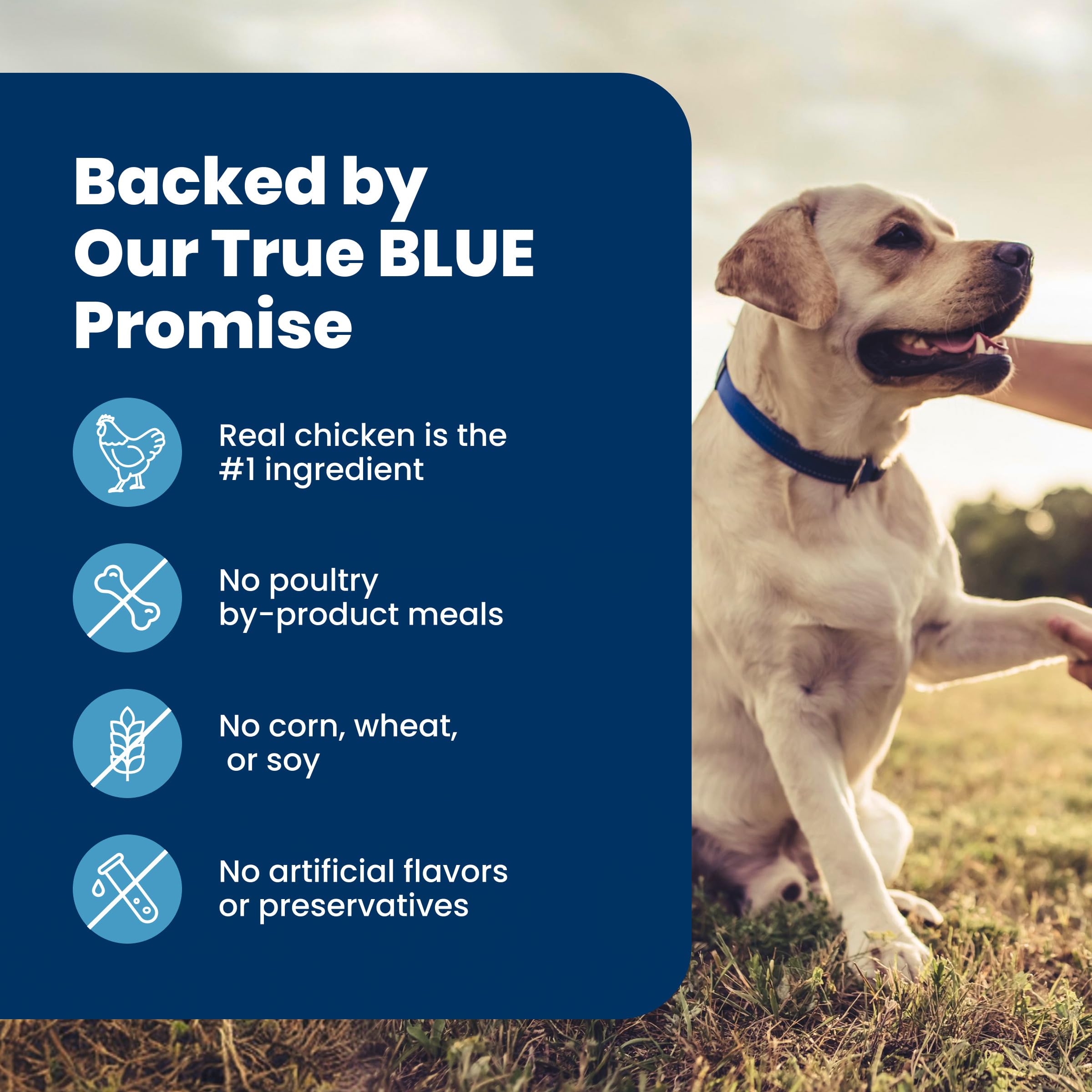 Blue Buffalo Life Protection Formula Chicken & Brown Rice Senior Dry Dog Food, Supports Immunity with Antioxidant-Rich LifeSource Bits, Promotes Healthy Muscle Development, Skin & Coat, 11.7kg/26lbs 🍁 All In One Marketplace Canada