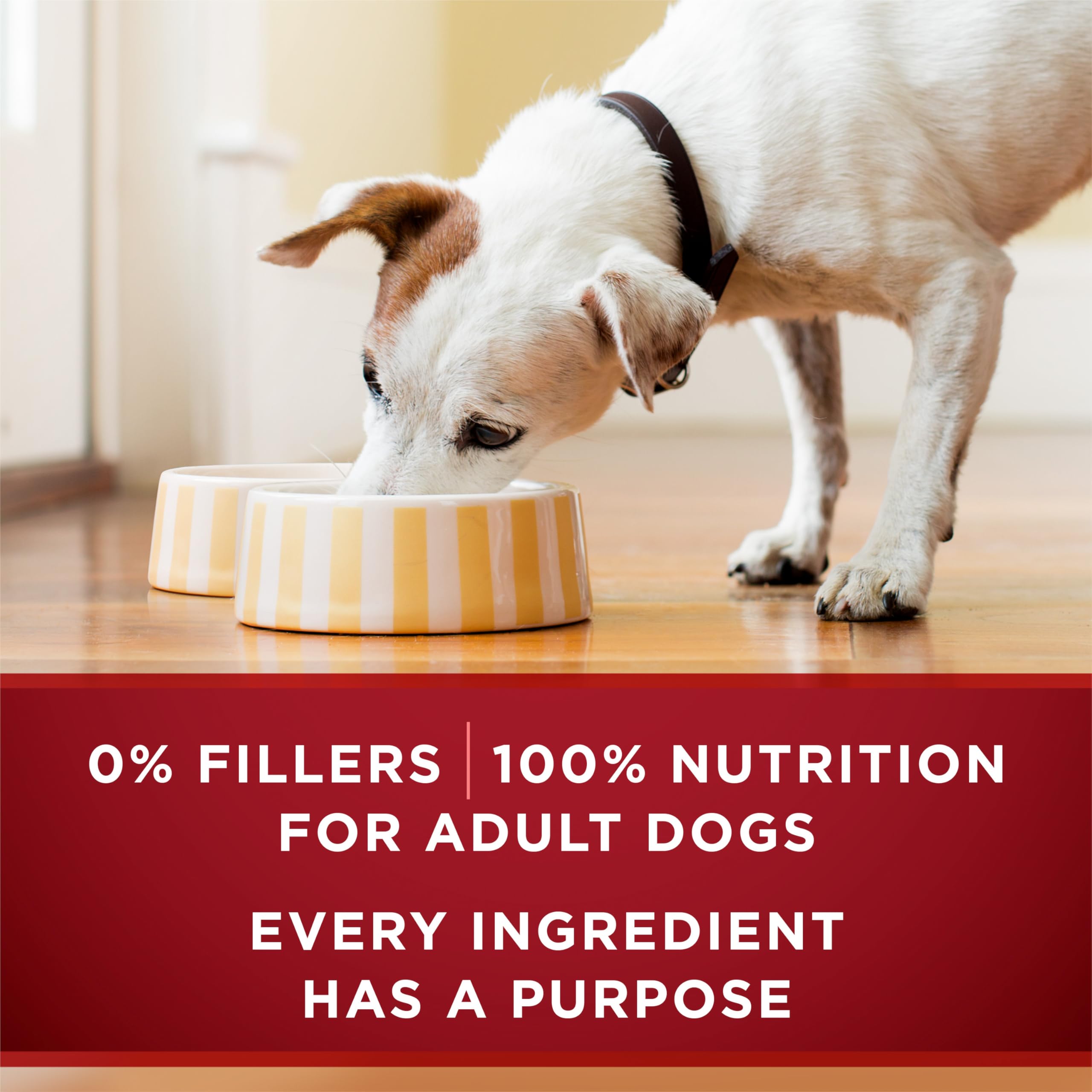 Purina ONE True Instinct Wet Dog Food, in Gravy Variety Pack 368g (6 Pack) 🍁 All In One Marketplace Canada