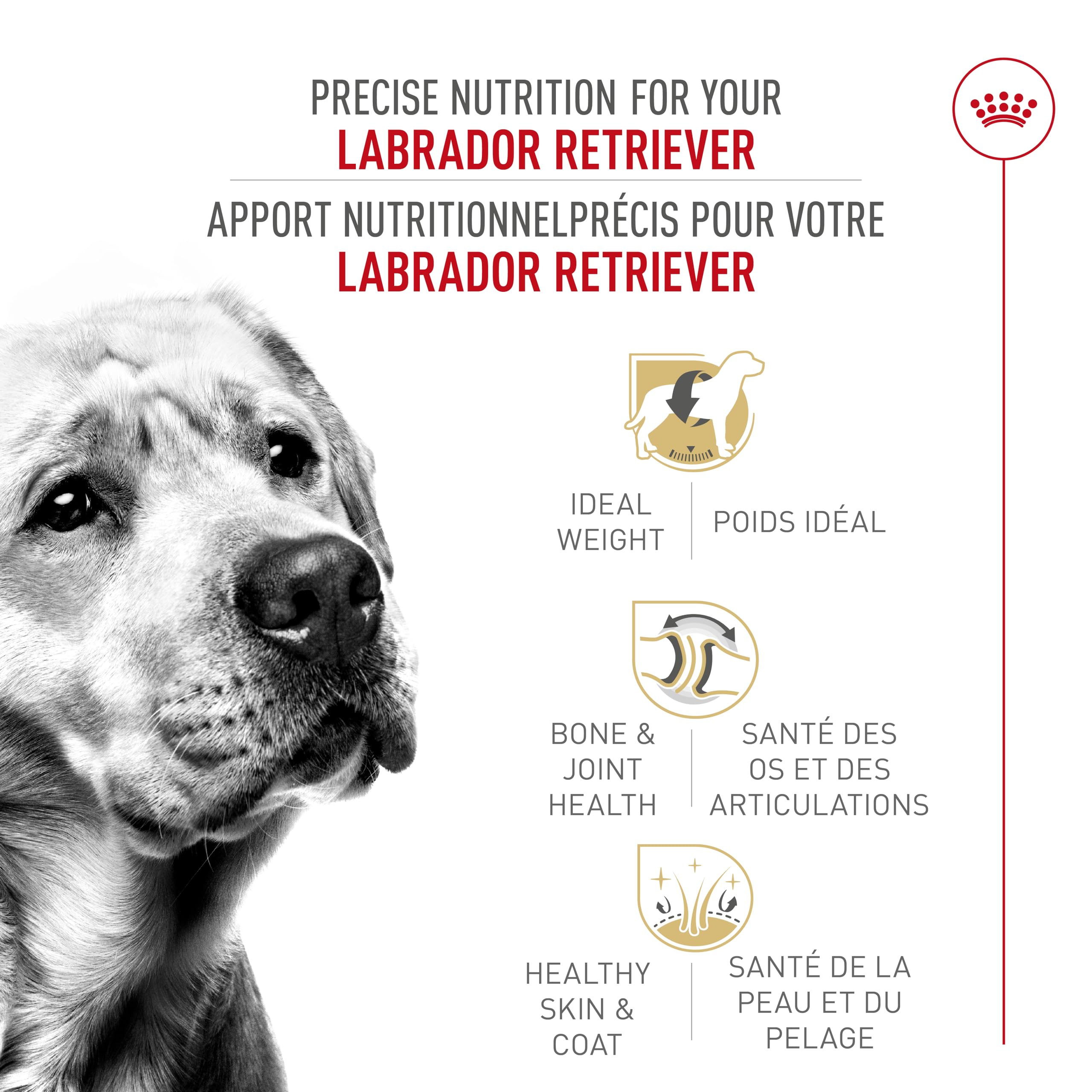Royal Canin Labrador Retriever Adult Dry Dog Food, 30 lb bag 🍁 All In One Marketplace Canada
