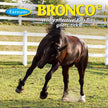 Bronco Water-Base Equine Fly Spray - 946 ml 🍁 All In One Marketplace Canada