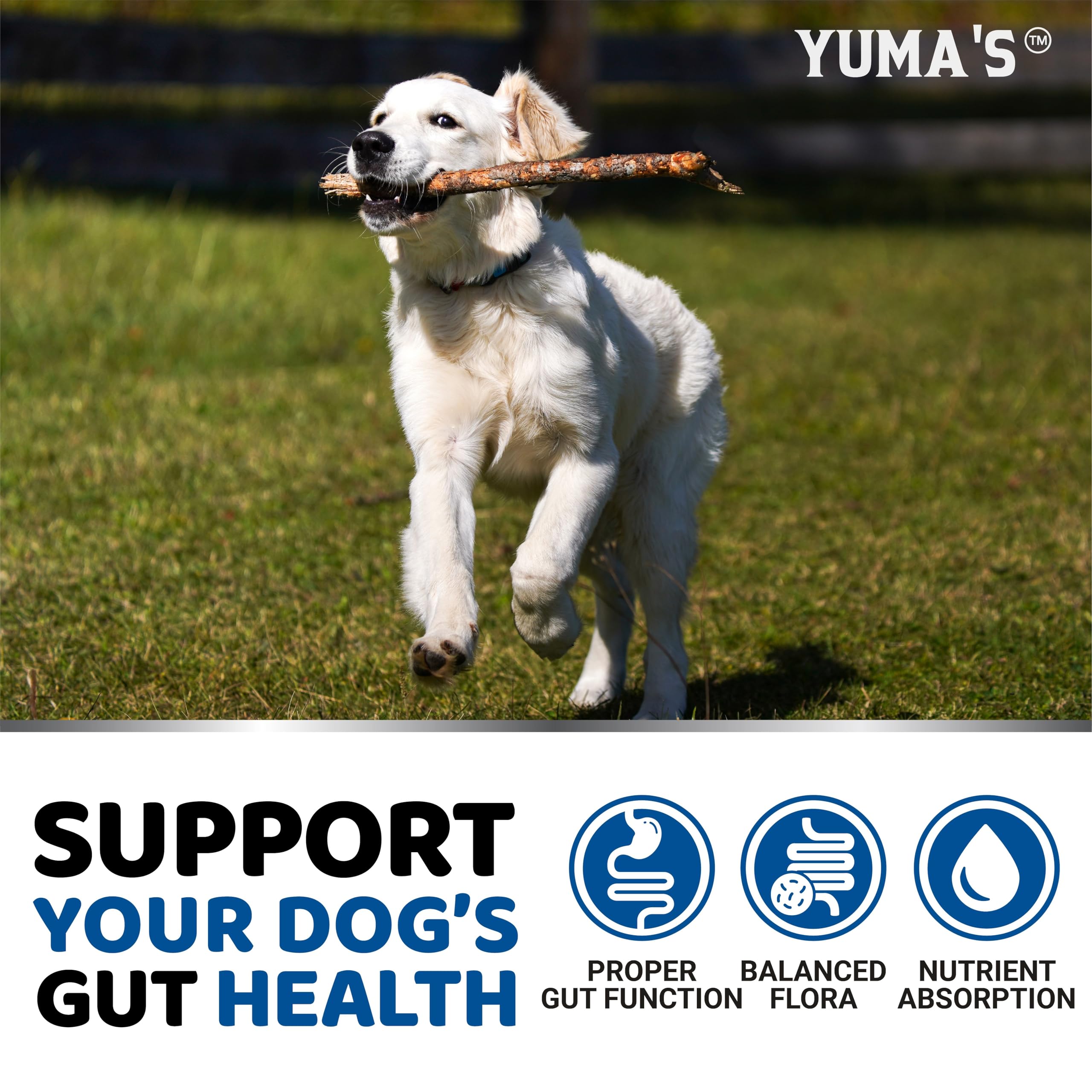 Probiotics for Dogs - 170 Chews - Helps Relieve Diarrhea, Gas & Allergies, Constipation - Dog Probiotics - Digestive & Immune Support - Prebiotics & Digestive Enzymes - Gut Health Chewable Supplement 🍁 All In One Marketplace Canada