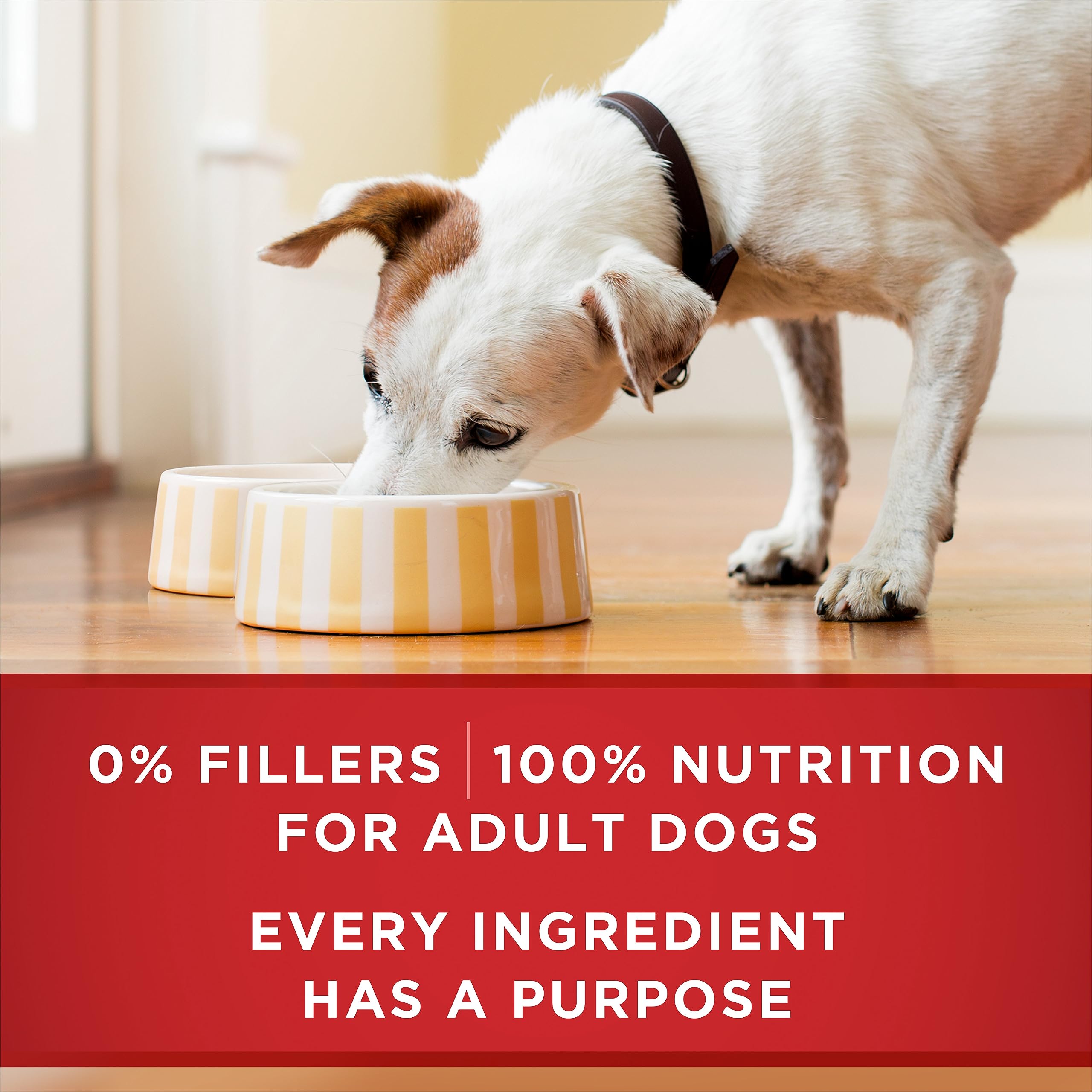 Purina ONE Wet Dog Food, Tender Cuts in Gravy Lamb & Rice 368g (12 Pack) 🍁 All In One Marketplace Canada