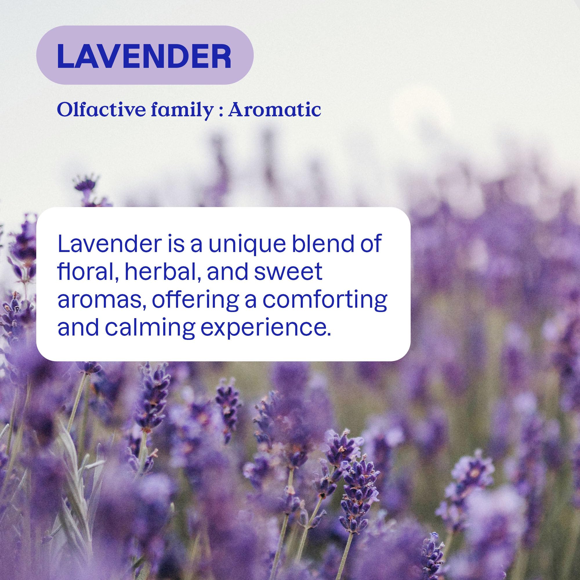 ATTITUDE Liquid Laundry Detergent Refill, EWG Verified, HE Compatible, Plant-Based & Vegan, Natural Laundry Soap, Made in Canada, Lavender Scent, 160 Loads, 4 Liters 🍁 All In One Marketplace Canada