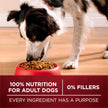 Purina ONE True Instinct Dry Dog Food, Chicken & Duck 6kg 🍁 All In One Marketplace Canada