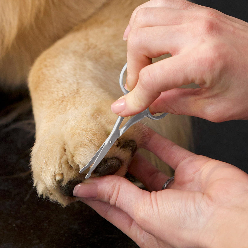 Tweezerman Dog and Cat Stainless Steel Safety Tip Grooming Scissors 🍁 All In One Marketplace Canada
