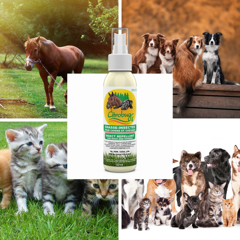 Citrobug Essential Oils Based Insect Repellent for Dogs and Horses - No Deet, 122 ml 🍁 All In One Marketplace Canada