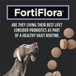 Purina Pro Plan Veterinary Supplements, Dog Probiotic Tablets - 158 g (90 Tablets) 🍁 All In One Marketplace Canada
