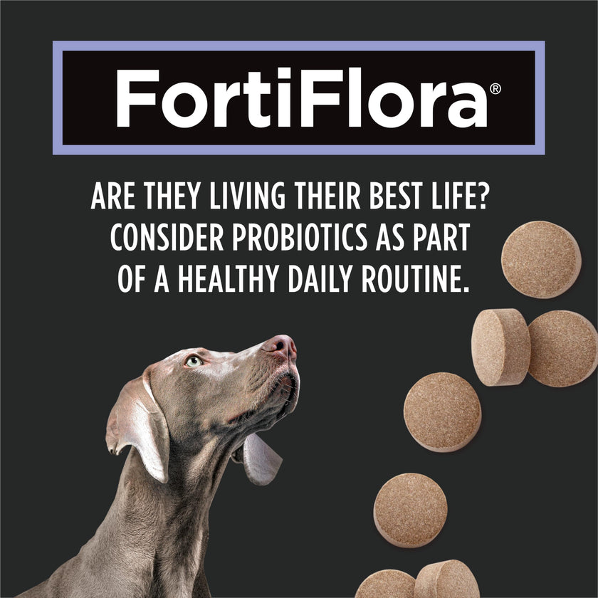 Purina Pro Plan Veterinary Supplements, Dog Probiotic Tablets - 158 g (90 Tablets) 🍁 All In One Marketplace Canada