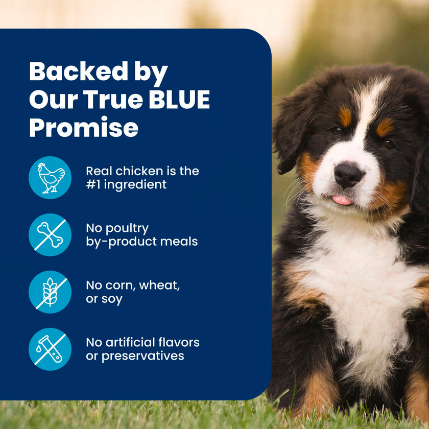 Blue Buffalo Life Protection Formula Chicken & Brown Rice Large Breed Puppy Dry Dog Food with DHA & ARA, Supports Immunity with LifeSource Bits, Promotes Healthy Muscles & Strong Bones, 11.7kg/26 lbs 🍁 All In One Marketplace Canada