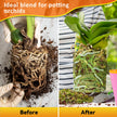 Riare 2L Orchid Potting Mix for Repotting- Orchids Repotting Kit Include Moss, Pine Bark, Perlite, Coco Peat- Premium Orchid Soil Medium for Indoor Potted Plants Root Ventilation & Expanding 🍁 All In One Marketplace Canada