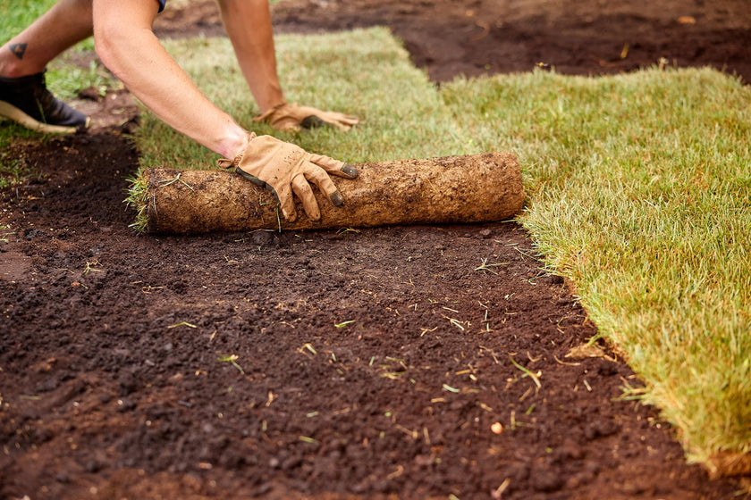 Scotts 3219 Turf Builder Starter Lawn Food for New Grass 24-25-4, 4.7kg for Coverage of 320m² 🍁 All In One Marketplace Canada