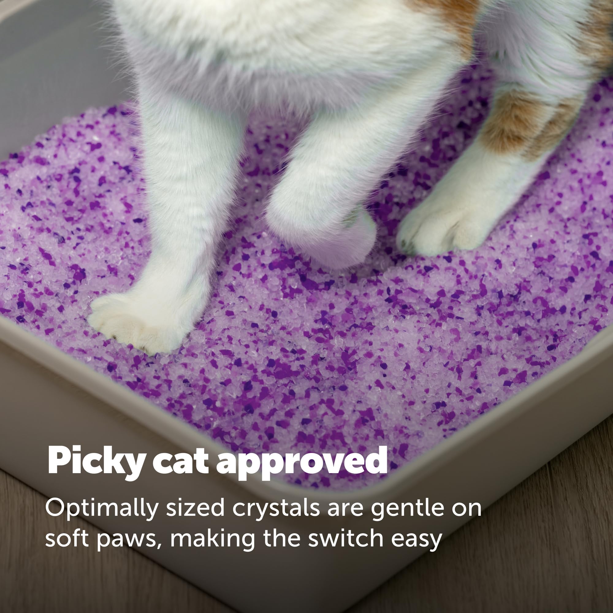 ScoopFree Premium Lavender Scent Crystal Litter, Superior Odor Control, Absorbs 5X Faster, Low Tracking for Less Mess, Lasts up to 2 Months, Lightly Scented (8 lb Bag) 🍁 All In One Marketplace Canada