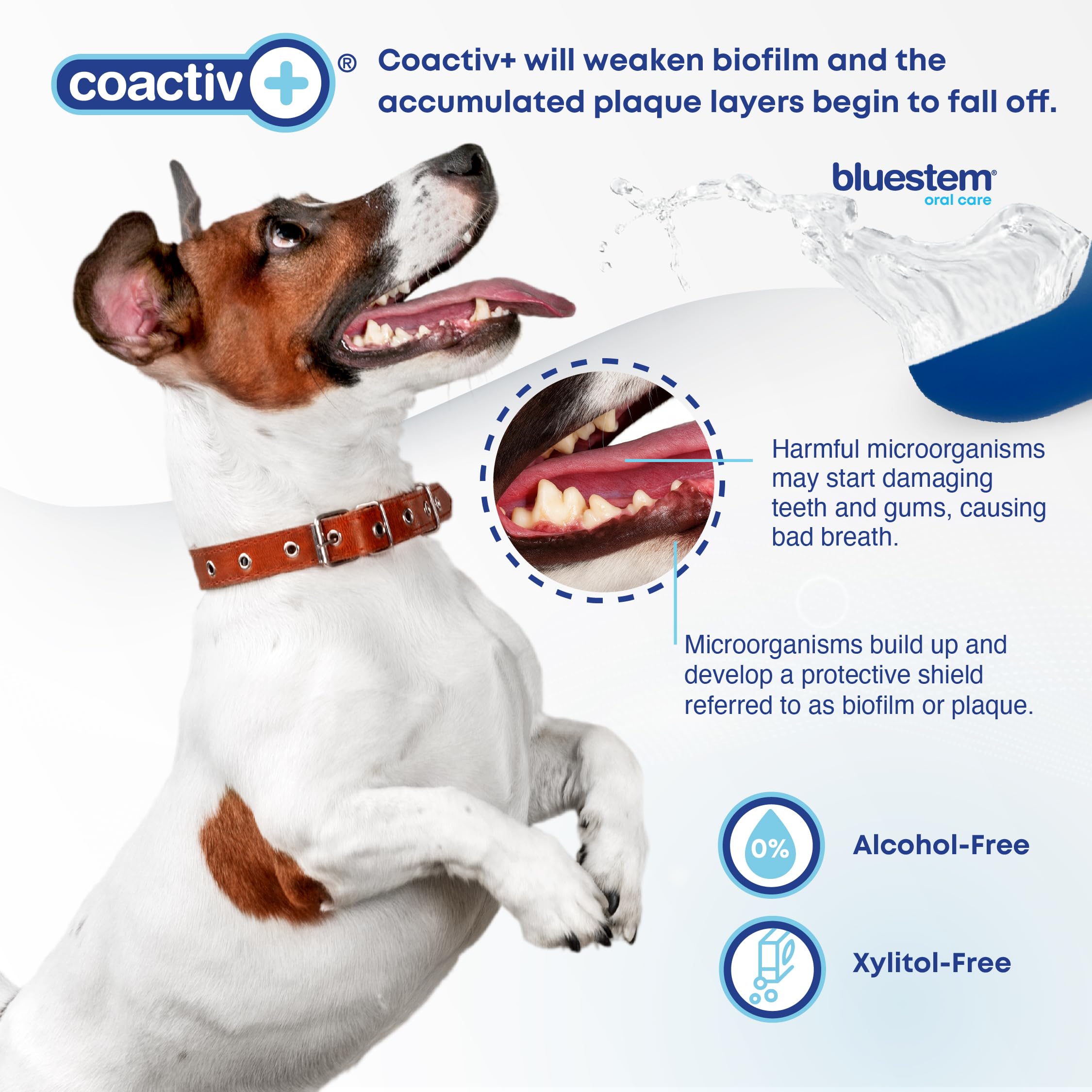 bluestem Dental Care Water Additive for Dogs & Cats – No Brushing Daily Teeth Cleaner – Pet Oral Rinse to Freshen Breath & Help Reduce Plaque – Flavorful & Easy Oral Hygiene (500 ml, Original) 🍁 All In One Marketplace Canada