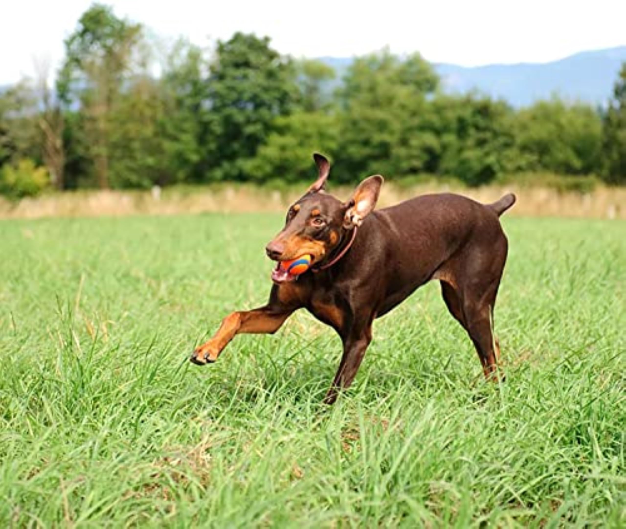 Chuckit! Ultra Ball Fetch Toy for Dogs, Medium Size 8 Pack with Cleaning Bucket 🍁 All In One Marketplace Canada