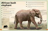 Insight Editions - The Magnificent Book of Animals
