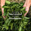 Uncle Lee's Tea - Organic Black Tea (100bg)