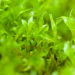 Native Boreal Mix Growable Moss for the Sun