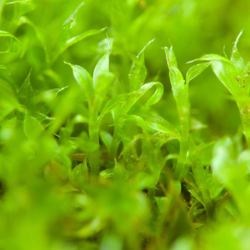 Native Boreal Mix Growable Moss for the Shade - PRE-ORDER