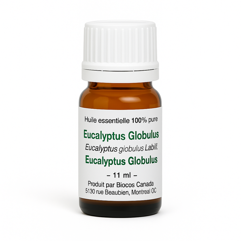 Eucalyptus Globulus