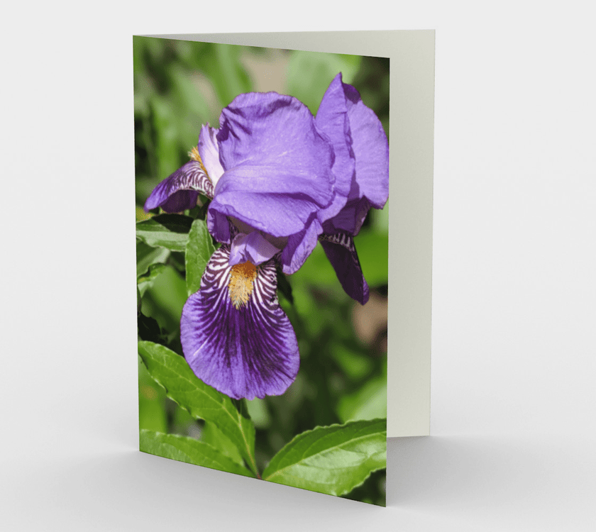 Set of 3 Blank Greeting Cards | 5 x 7 | Purple Iris