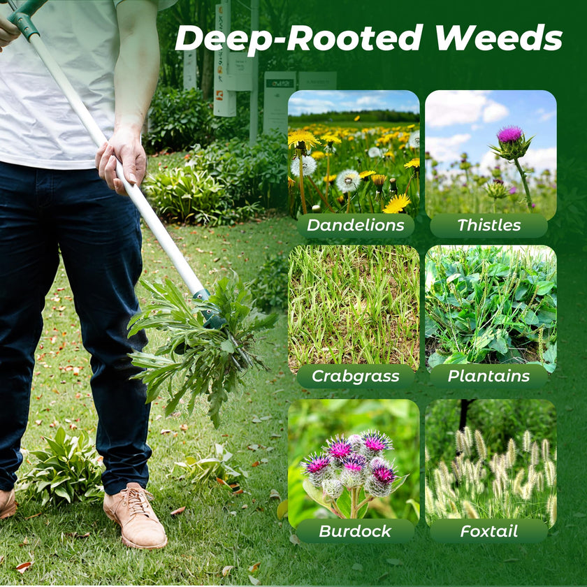 Walensee Weed Puller, Stand Up Weeder Hand Tool, Long Handle Garden Weeding Tool with 3 Claws, Hand Weed Hound Weed Puller for Dandelion, Standup Weed Root Pulling Tool and Picker, Grabber (1 Pack) 🍁 All In One Marketplace Canada