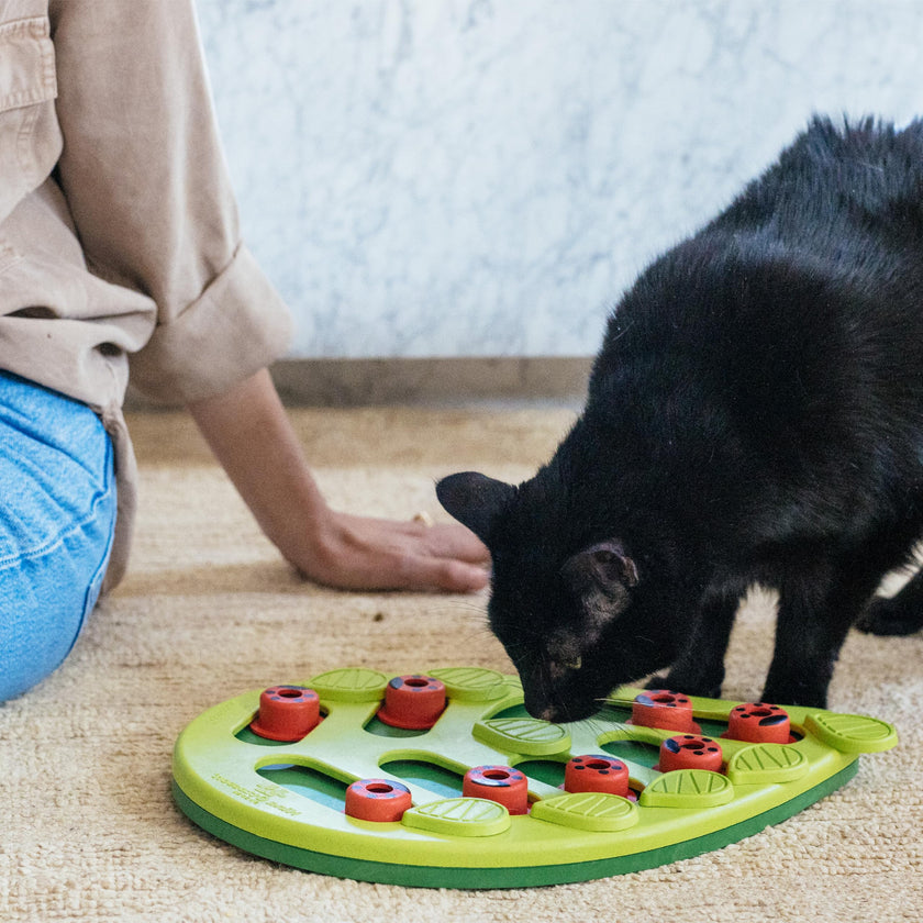 Catstages Buggin' Out Puzzle & Play, Interactive Treat Puzzle Cat Toy, Green 🍁 All In One Marketplace Canada