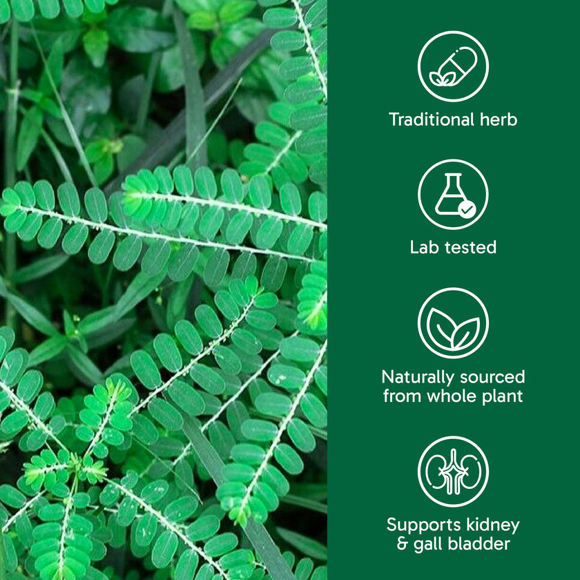 Organika Canadian-Made Chanca Piedra 500 mg - UTI Support | Kidney, Gallblader and Urinary Support, Cleansing- 90 vcaps 🍁 All In One Marketplace Canada