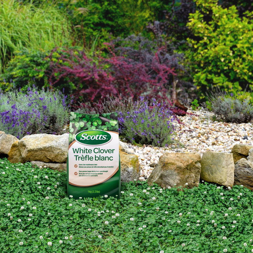 Scotts White Clover Lawn Seed, 1kg (Covers 1,100 Sq. Ft.) – Low-Maintenance, Self-Fertilizing, Drought-Tolerant Grass Seed Alternative for Eco-Friendly Lawns 🍁 All In One Marketplace Canada