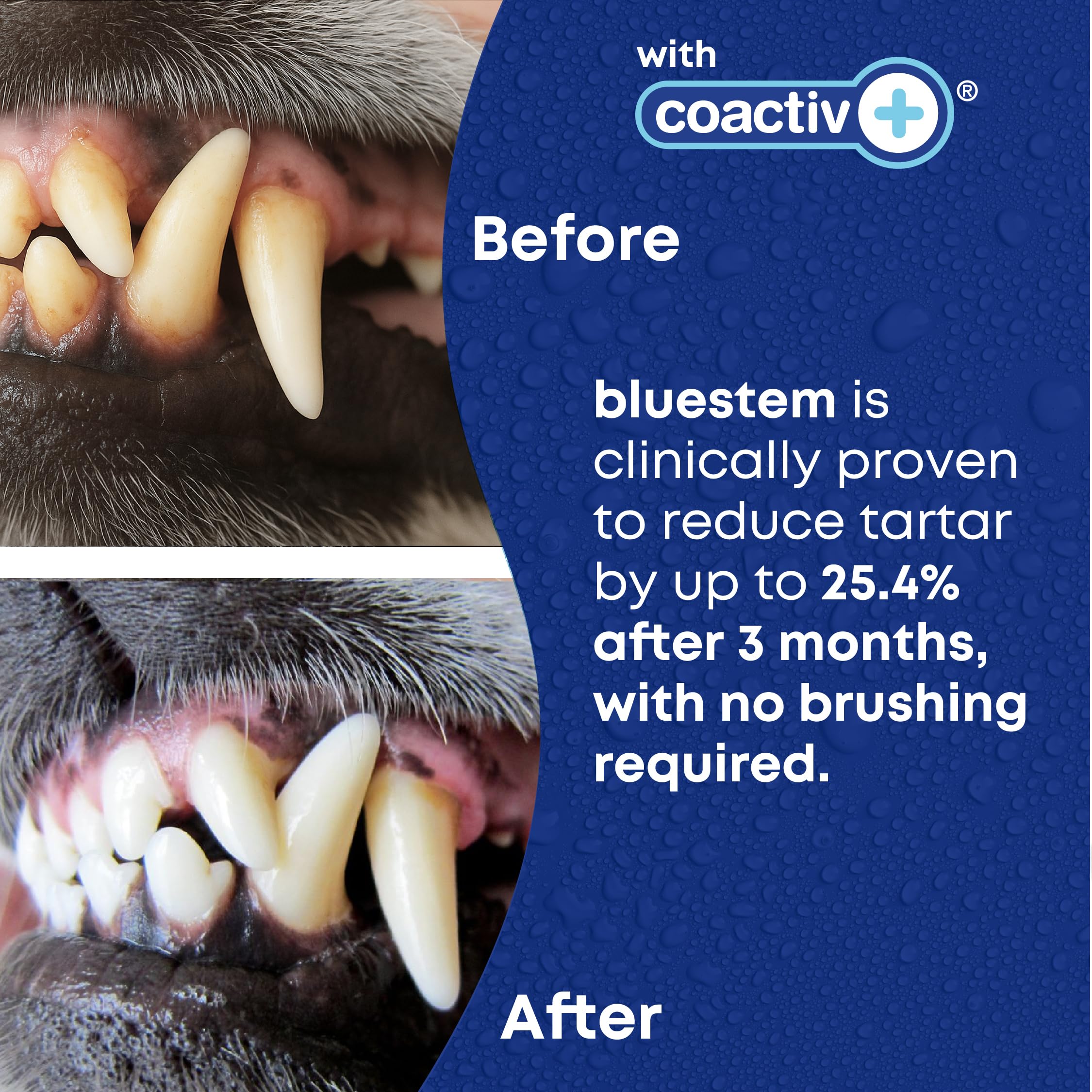 bluestem Dental Care Water Additive for Dogs – No Brushing Daily Teeth Cleaner – Pet Oral Rinse to Freshen Breath & Help Reduce Plaque – Flavorful & Easy Oral Hygiene (500 ml, Vanilla Mint) 🍁 All In One Marketplace Canada