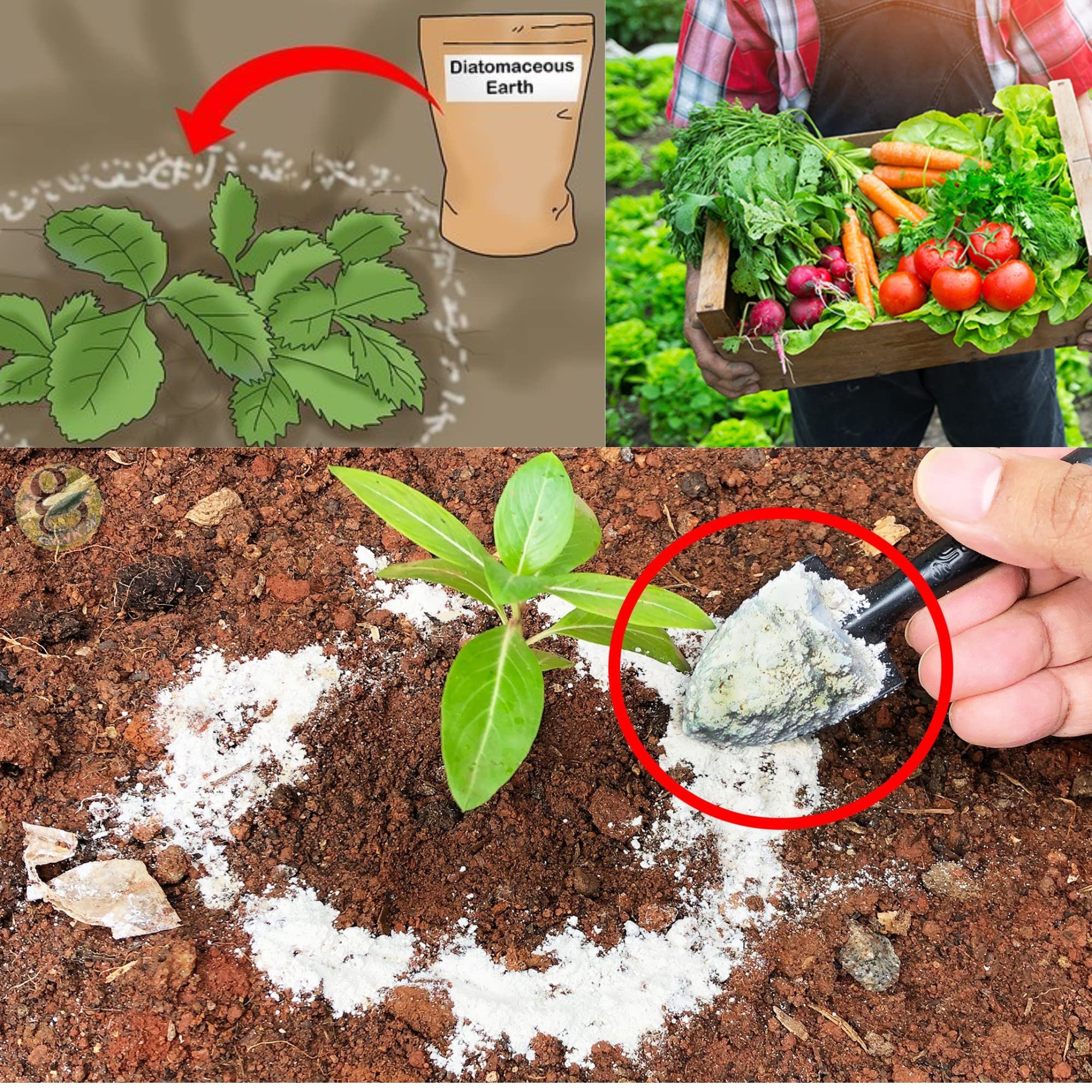 Diatomaceous Planet a Proudly Canadian Company, 2 KG / 4.4 LB All Natural, Organic Food Grade Powder, Enriched Fossil Powder by Diatomaceous Planet 🍁 All In One Marketplace Canada