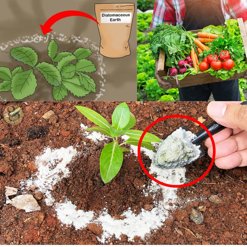 Diatomaceous Planet a Proudly Canadian Company, 2 KG / 4.4 LB All Natural, Organic Food Grade Powder, Enriched Fossil Powder by Diatomaceous Planet 🍁 All In One Marketplace Canada