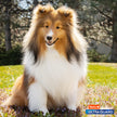 UltraGuard Pro Topical Flea & Tick Prevention for Dogs and Puppies - 2.5-6, 3 Monthly Treatments 🍁 All In One Marketplace Canada
