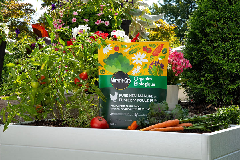 Miracle-Gro Organics Pure Hen Manure Fertilizer 3-1-2, 5kg | ECOCERT Organic All-Purpose Granules for Flowers, Veggies, Trees & Shrubs | Slow Release, Boosts Growth 🍁 All In One Marketplace Canada