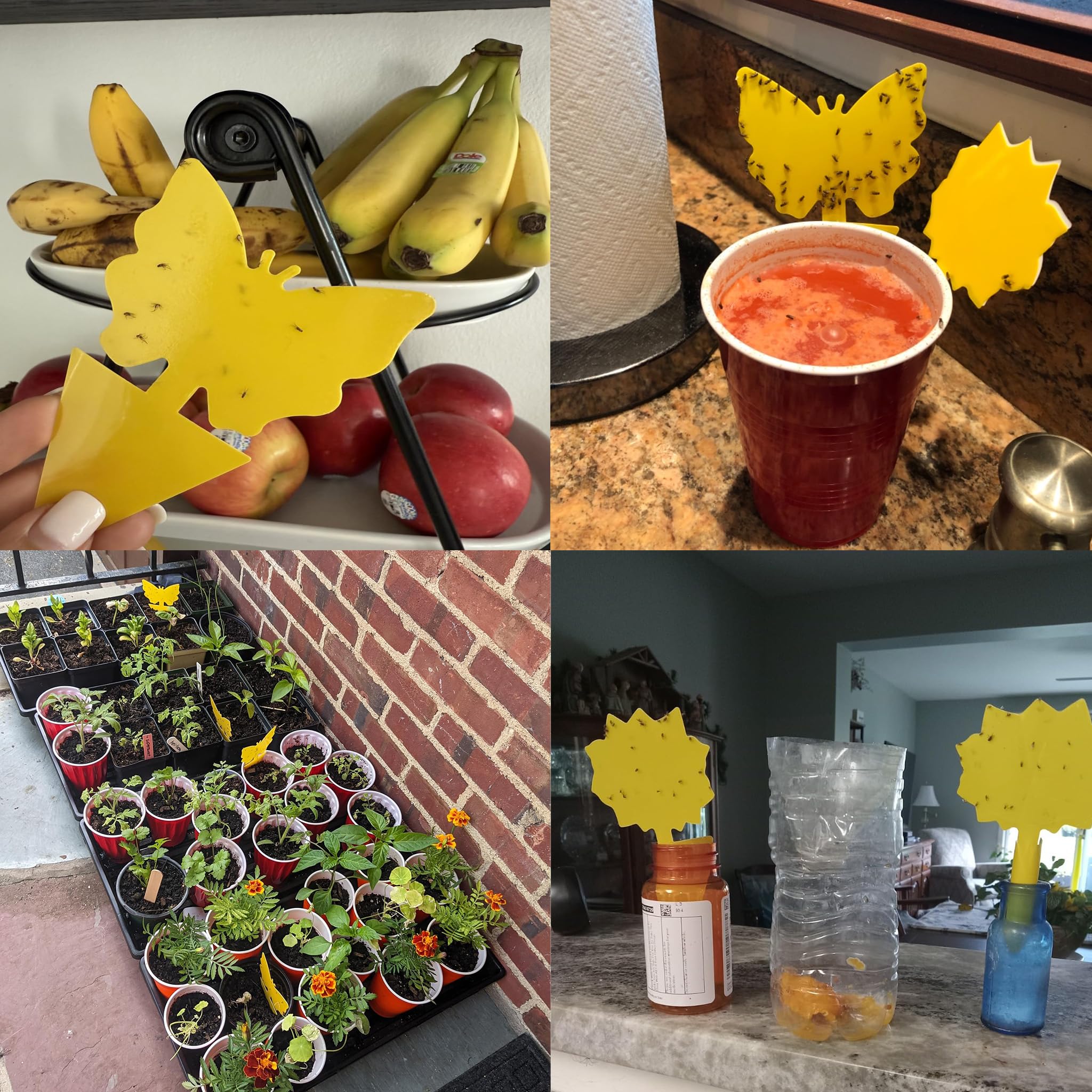 Garsum Fruit Fly Trap Indoor and Outdoor, 36 Pack Gnat Sticky Traps for House Plants, Flying Insect Trap for Fungus Gnat,Mosquitos, White Flies 🍁 All In One Marketplace Canada