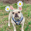 Daisy Harness
