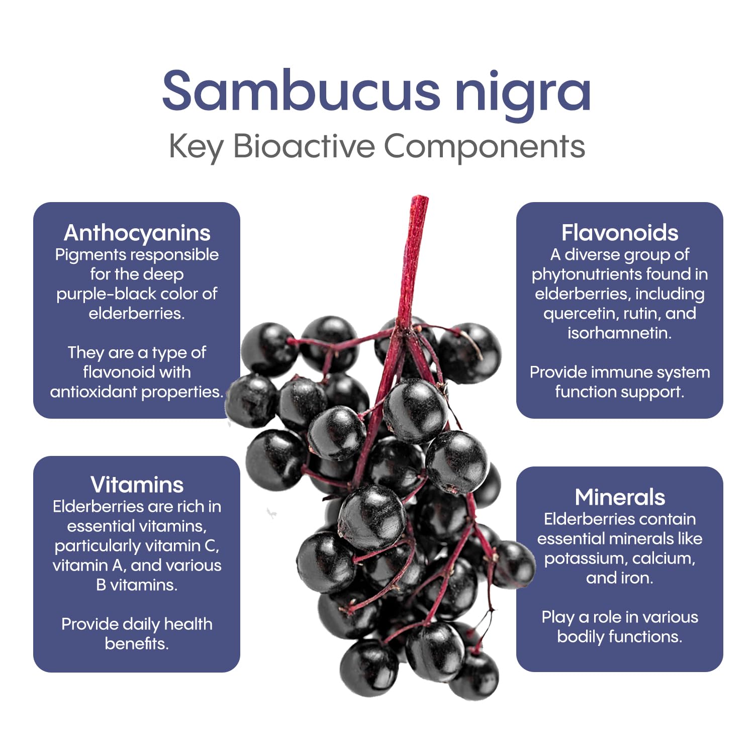 Hydralyte - Elderberry Immune - Berry Blast (10ct)