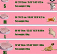 Honey Bunny Dog Bed | Bunny Ear Pet Bed