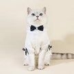 Charlise Shirt & Bow Set for Dogs – Elegant Dog Shirt Outfit